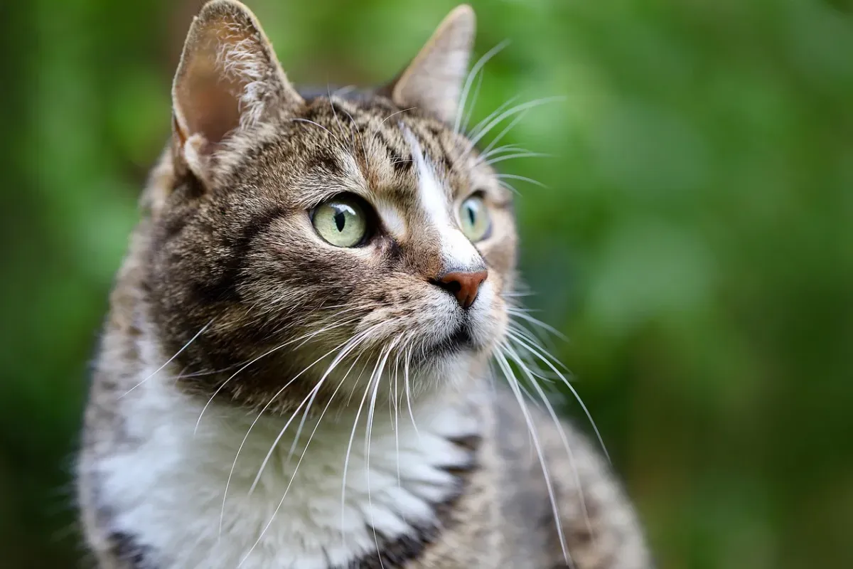 Gato
