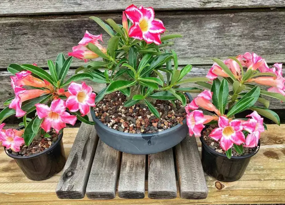 3 vasos com rosa do deserto, sendo um cinza ao meio e dois pretos, um de cada lado