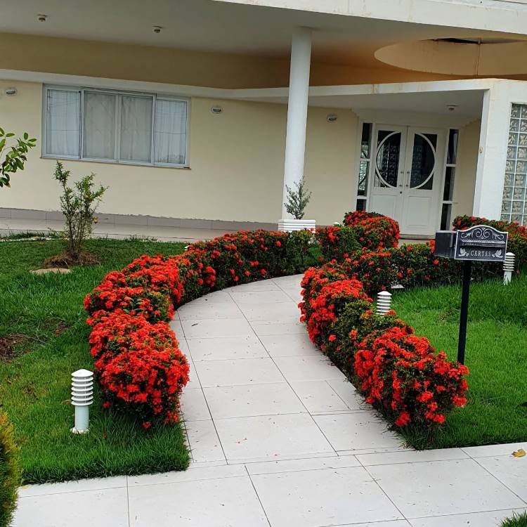 Caminho sinuoso de lajotas brancas ladeado por arbustos densos de flores vermelhas vibrantes, conduzindo a uma casa moderna de cor creme. O gramado verde bem cuidado e a iluminação paisagística branca complementam a estética elegante do jardim. Essa planta é a ixora, plantas que gostam de sol.







