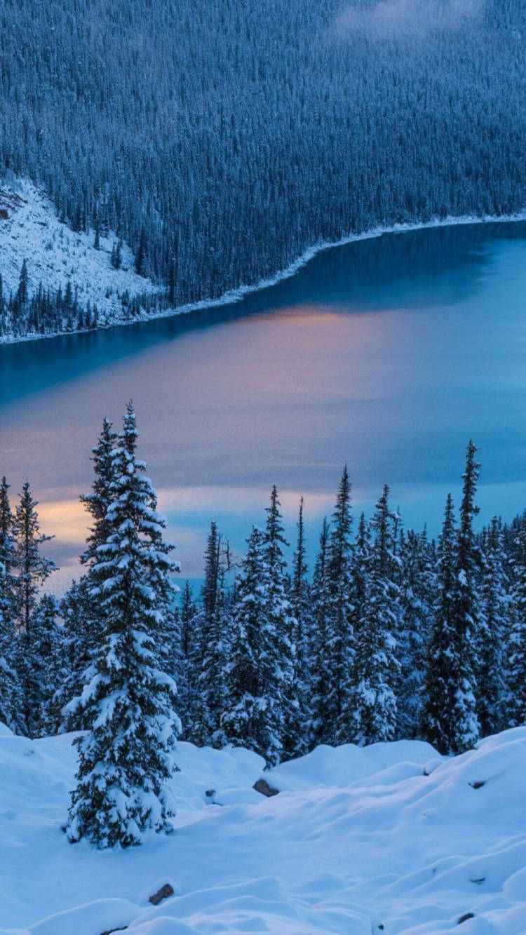 Paisagem de inverno