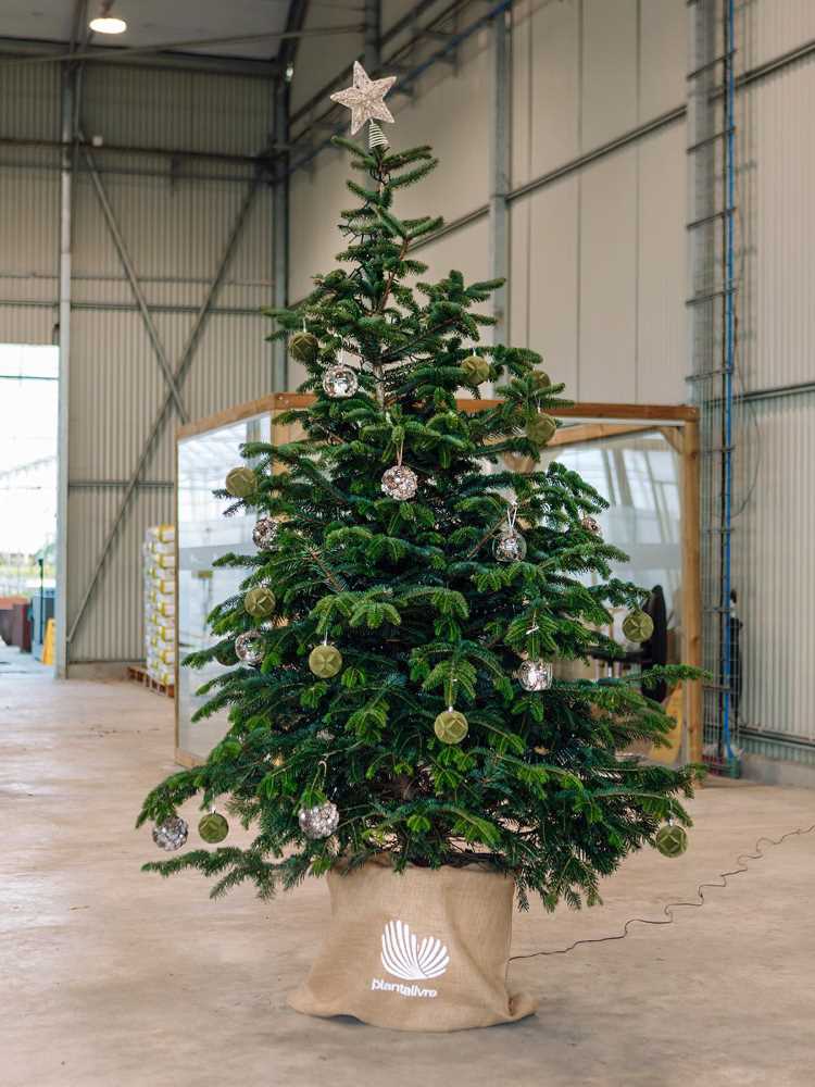 Pinheiro natural decorado com bolas de Natal sustentáveis e com uma estrela no topo.
