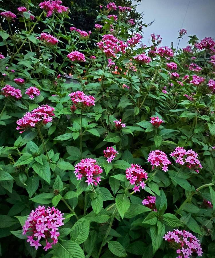 Um exuberante arbusto de Pentas lanceolata com aglomerados de flores rosa vibrantes e folhagem verde escura preenche a imagem. Estas são plantas que gostam de sol, adicionando cor intensa ao jardim, com um céu nublado ao fundo.







