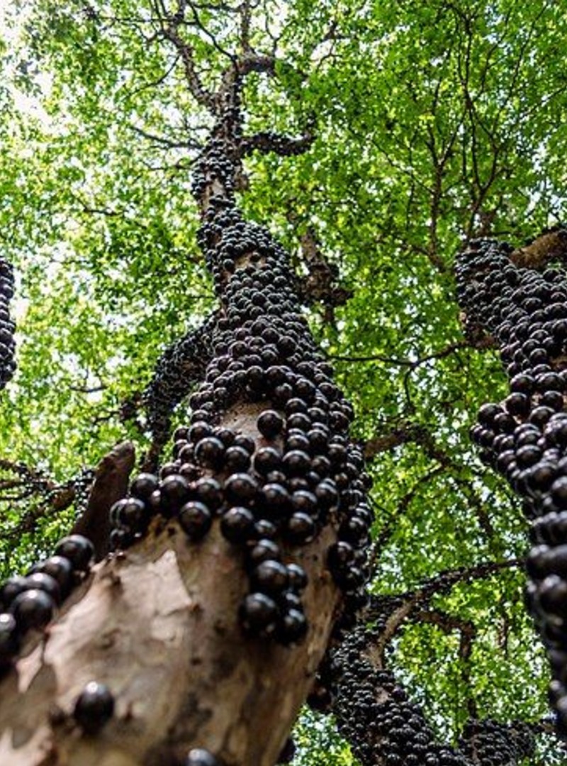 jabuticaba 3