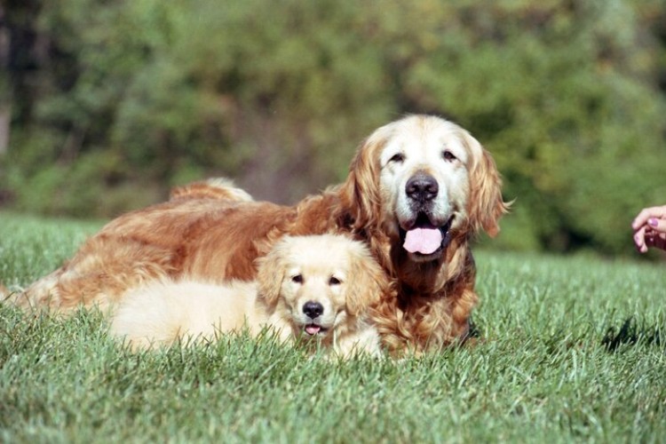 Golden retriever idoso e filhote deitados na grama