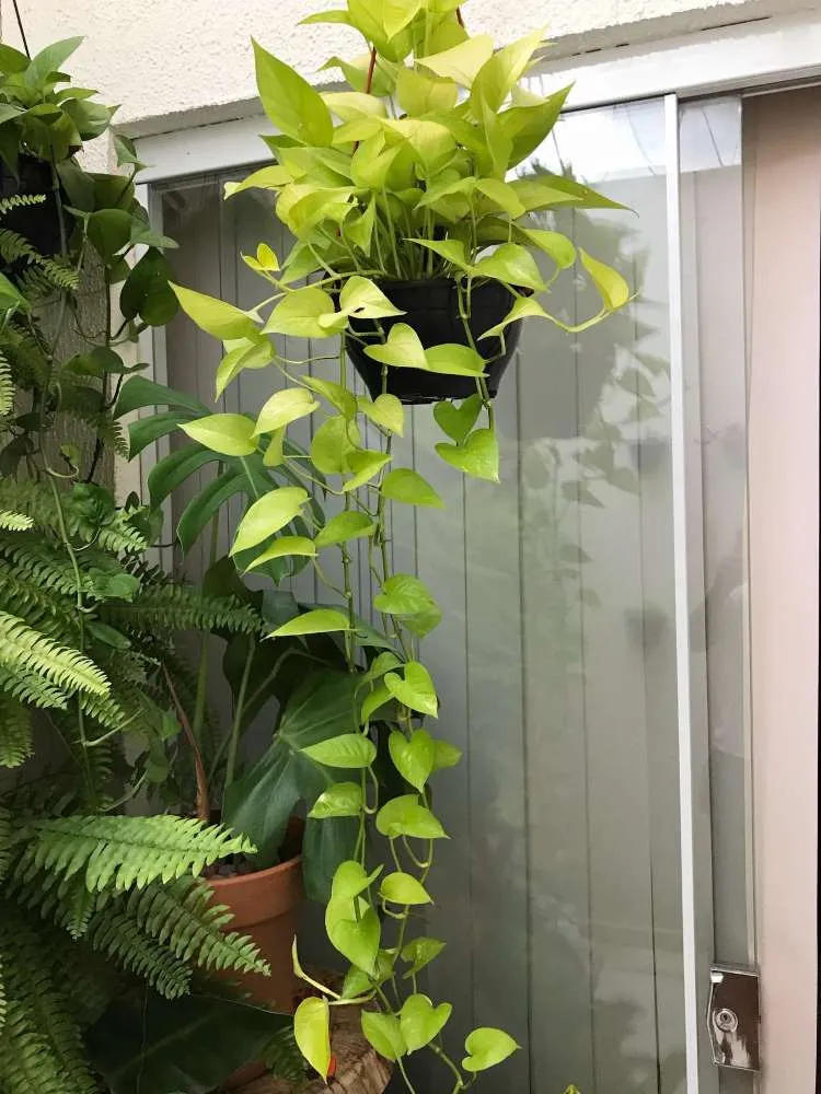 Jiboia em um vaso pendurado no jardim