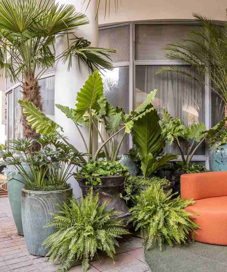 Plantas exóticas e plantas nativas no Paisagismo de Catê Poli e João Jadão no CASACOR 2023