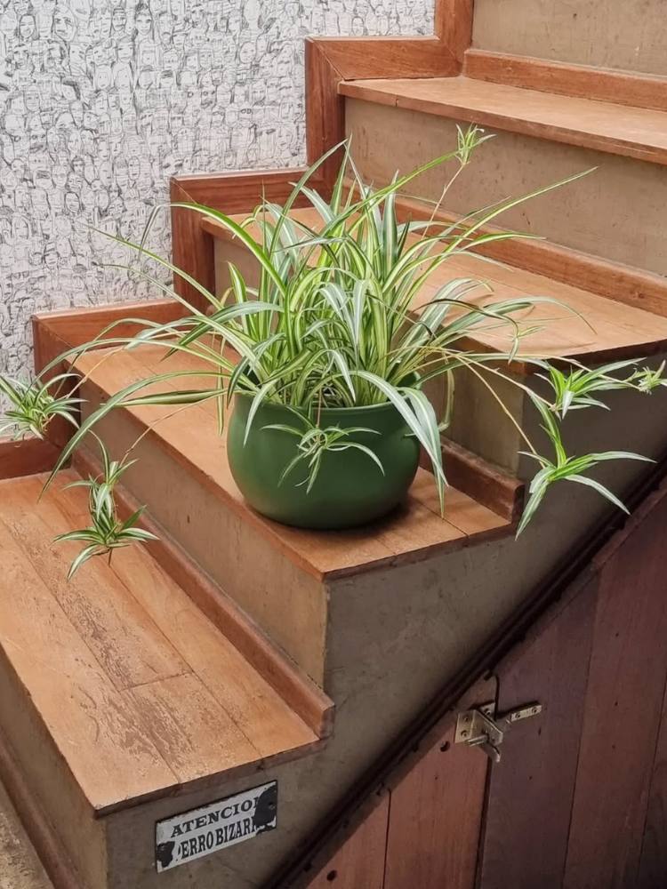 Vaso verde de clorofito em escada de madeira 
