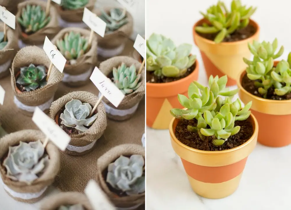 Lembrancinhas DIY: suculentas em vasos terracora