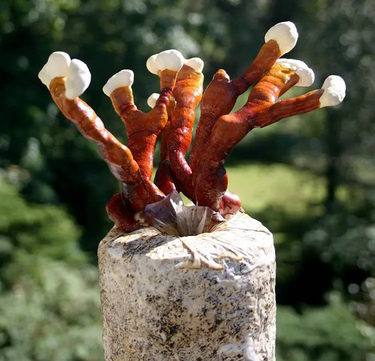 Foto de cogumelo do tipo reishi.