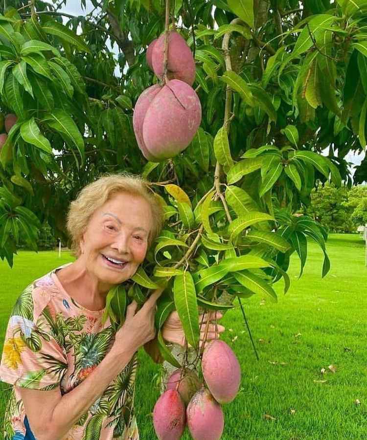 Glória Menezes mostrando frutas manga na árvore