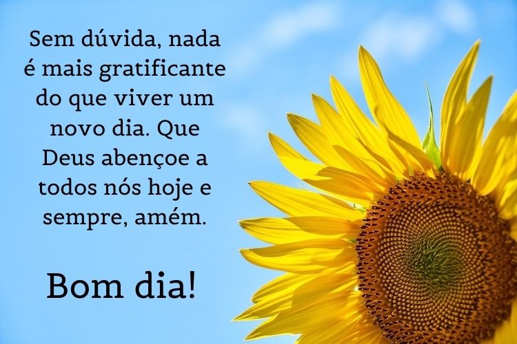 foto de girassol e frase de bom dia para compartilhar