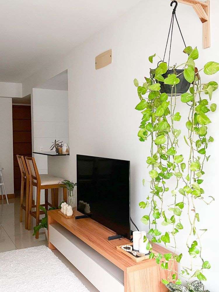 Sala de estar com rack de madeira, televisão, com vista para cadeiras na sala de jantar e vaso pendurado de jiboia.