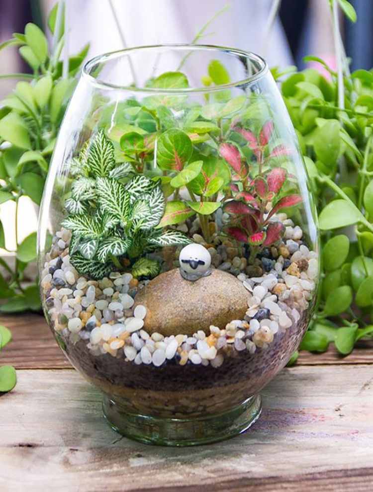pote com terrário