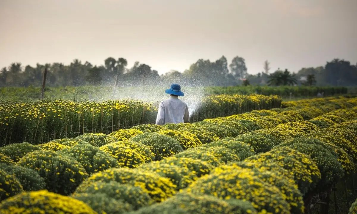 Imagem de uma agricultora em sua horta.