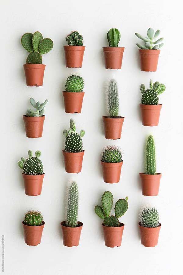 Parede com vasos de plantas.