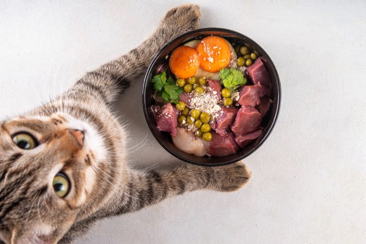 Gato rajado curioso olhando para cima enquanto envolve uma tigela preta com as patas. A tigela contém carne crua, gemas de ovo, ervilhas, brócolis, hortaliças e aveia, dispostos em uma refeição nutritiva e balanceada sobre superfície clara.