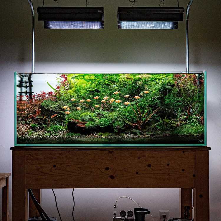 A imagem mostra um aquário grande e bem iluminado, repleto de plantas aquáticas exuberantes. As plantas são densas e variadas, com uma mistura de tons de verde e algumas folhas avermelhadas, criando um contraste visual interessante. Há um grupo de peixes pequenos nadando entre as plantas. A iluminação acima do aquário destaca as cores vibrantes, criando um ambiente aquático saudável e esteticamente agradável. O aquário está sobre uma base de madeira, e há equipamentos visíveis abaixo dele.


