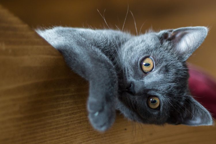Felino cinza de olhos amarelos em superfície de madeira
