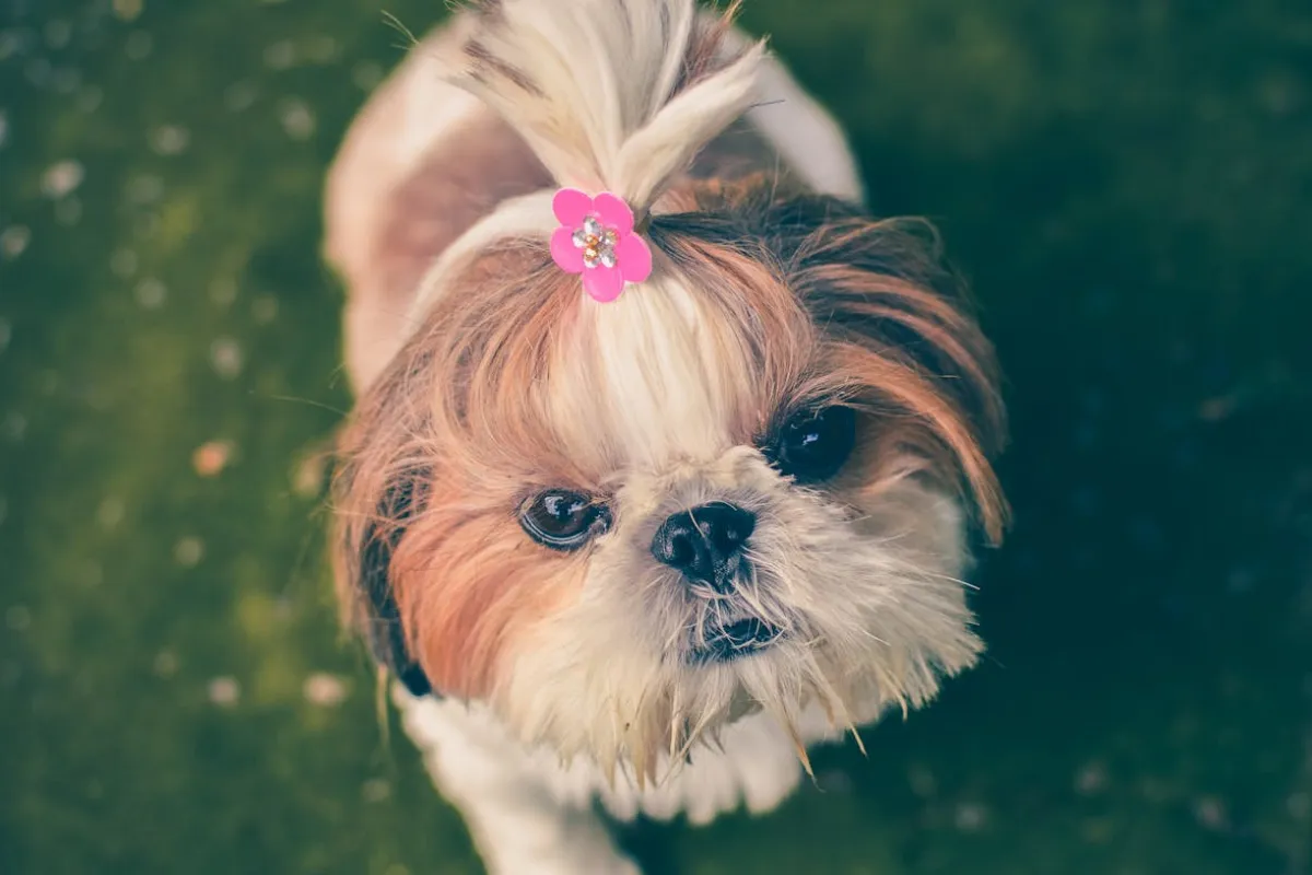 raça de cachorro shih tzu