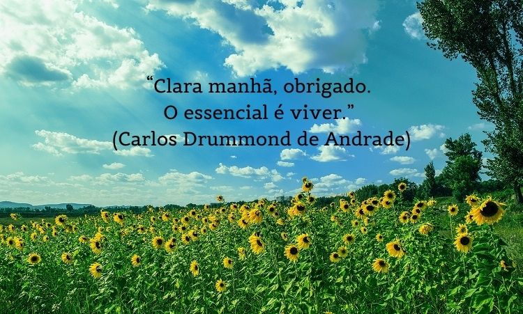 Foto de plantação de girassol e frase“Clara manhã, obrigado. O essencial é viver.” (Carlos Drummond de Andrade)