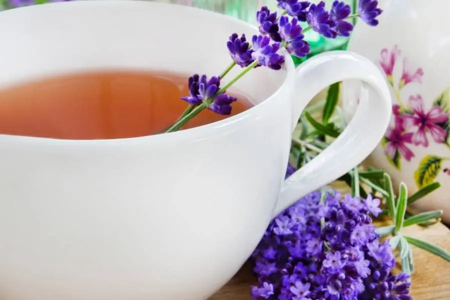 Chá para dormir com talos de flores de lavanda.