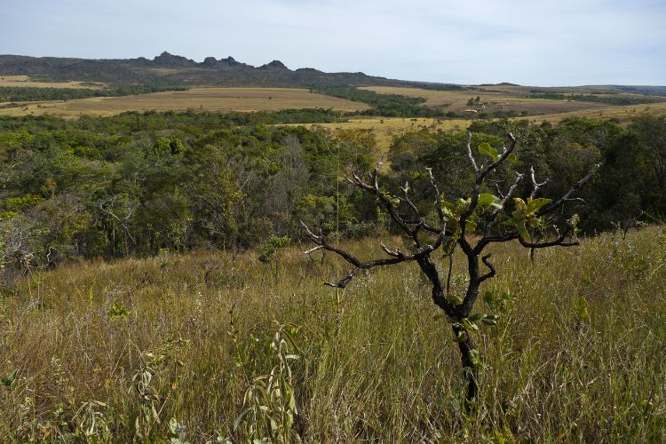 Foto de paisagem do cerrado 