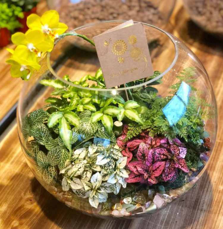 terrário para presente