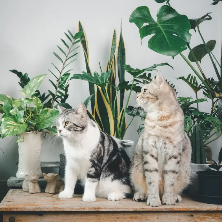 Dois gatos sobre uma mesa de madeira, rodeados por plantas verdes. O gato à esquerda tem pelagem branca com cinza e está olhando para frente. O gato à direita, com pelagem bege, olha para o lado. Fundo claro.