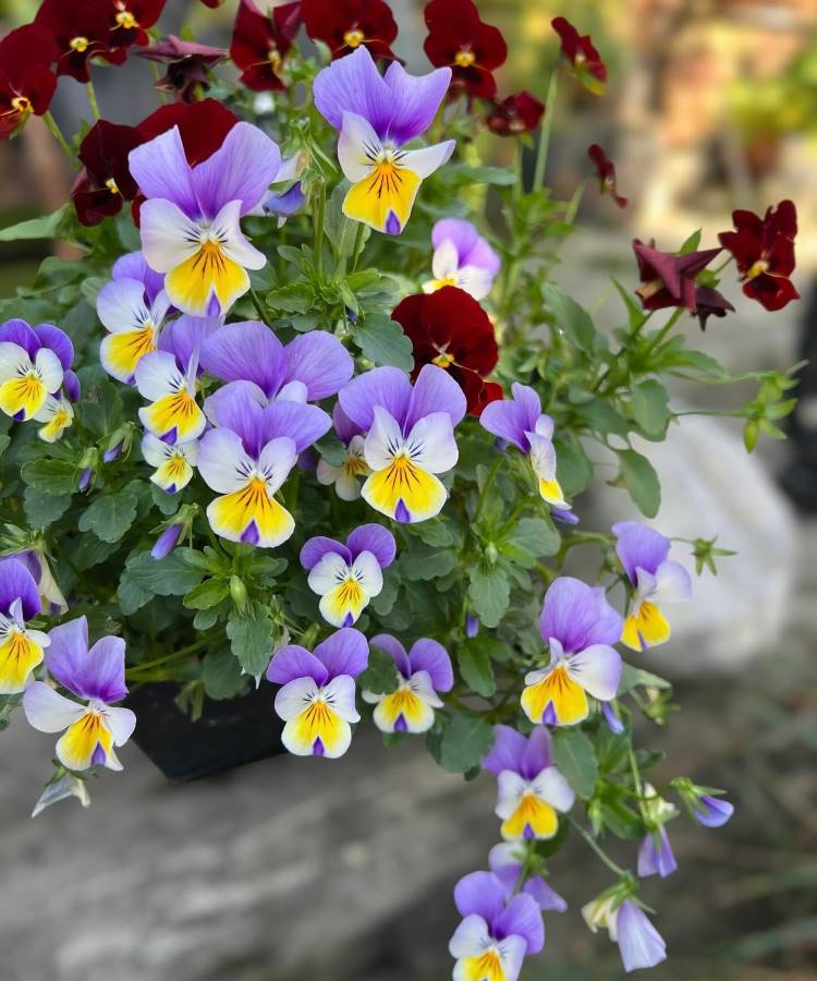 Arranjo de flores de amor-perfeito com pétalas em tons de lilás, branco e amarelo vibrante misturadas a flores vermelhas intensas. Folhagens verdes completam a composição, posicionada sobre uma superfície rústica de madeira, com fundo desfocado de ambiente natural.