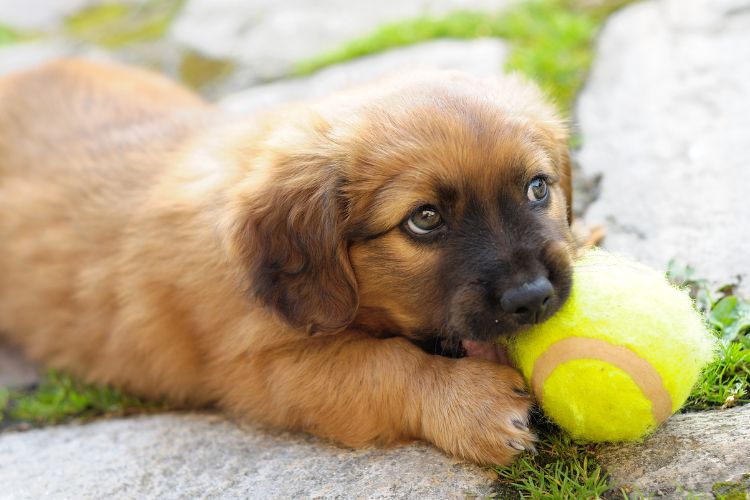 Cachorrinho amarelo peludinho com bolinha na boca deitado em chão de pedra e grama