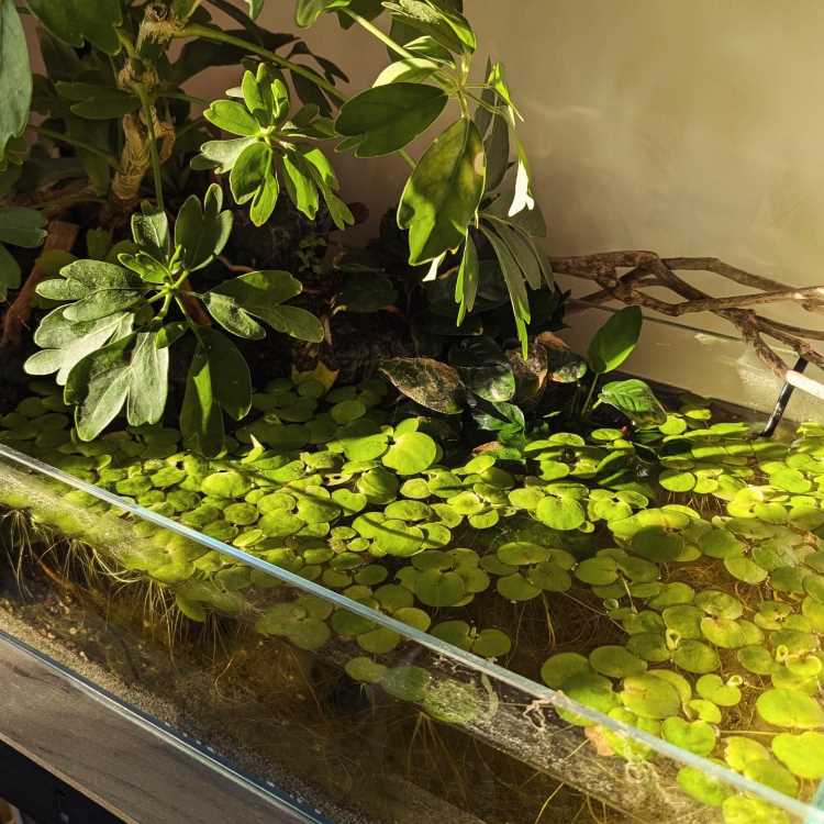 A imagem mostra um aquário com uma densa cobertura de plantas aquáticas flutuantes de folhas redondas. No fundo, há plantas terrestres com folhas grandes e verdes, criando um visual exuberante e natural. A iluminação destaca o verde vibrante das folhas, e há galhos secos posicionados à direita, adicionando um elemento rústico à composição. O aquário está parcialmente iluminado, com sombras suaves projetadas pelas plantas.


