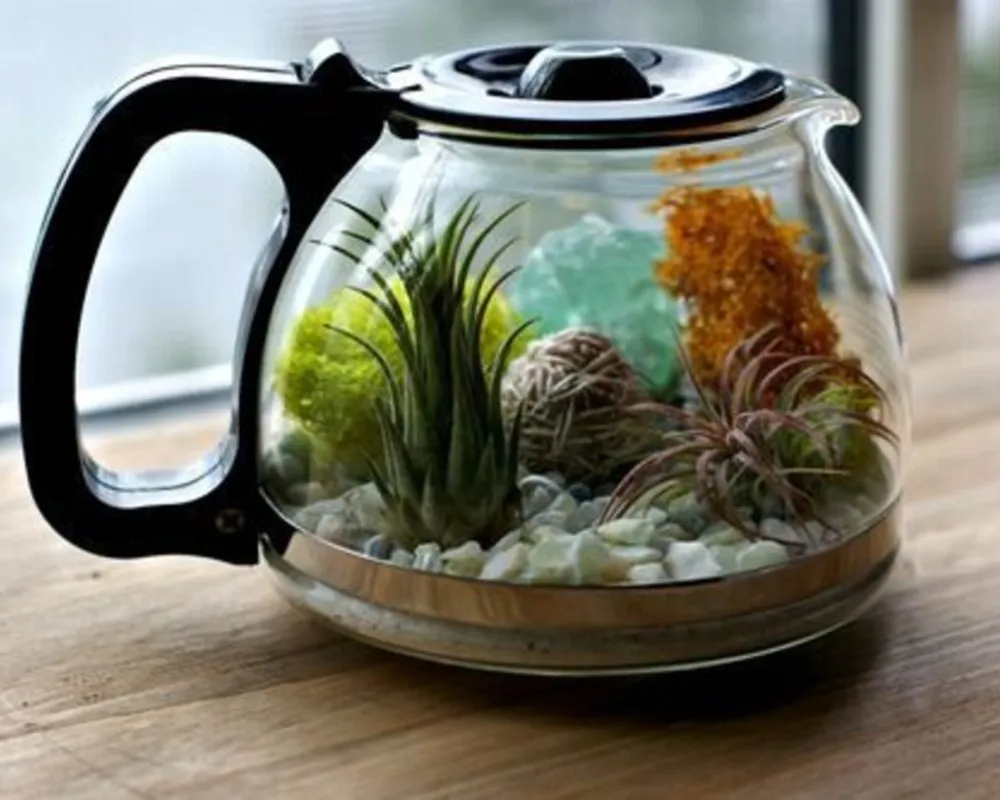 terrário de suculentas