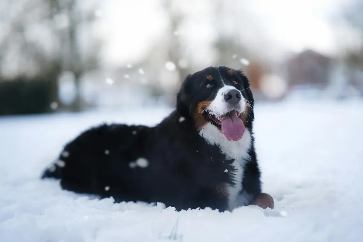 Cachorro Bernese Mountain Dog deitado na neve com a língua de fora no inverno