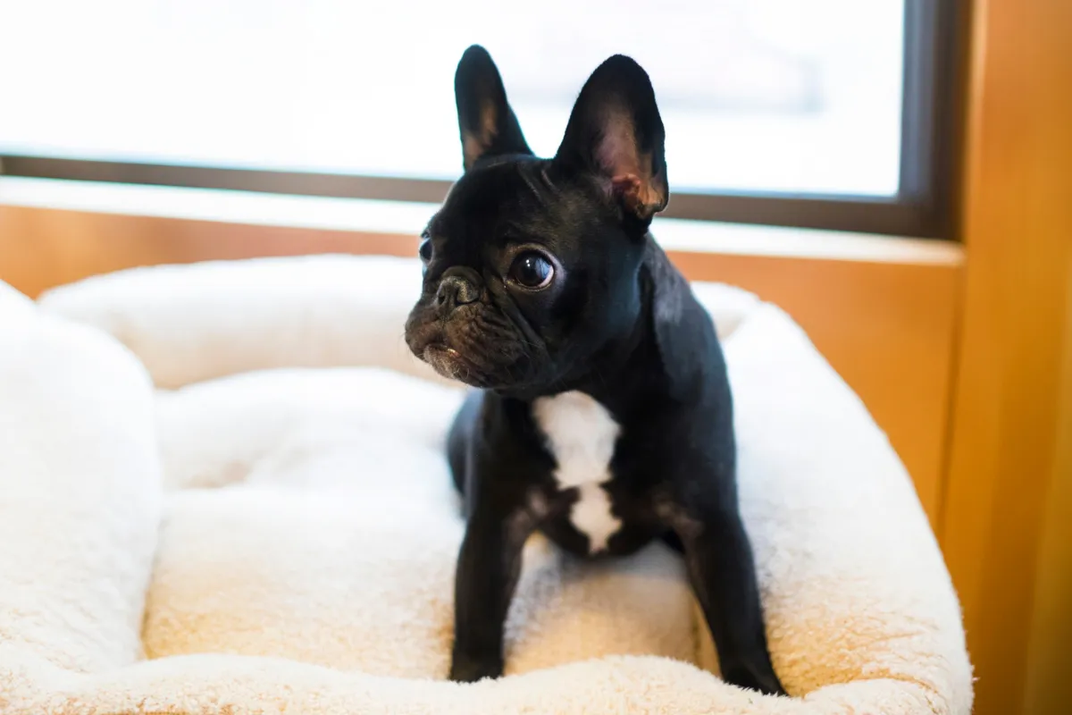 Filhote de buldogue francês preto com mancha branca no peito sentado em uma cama de cachorro