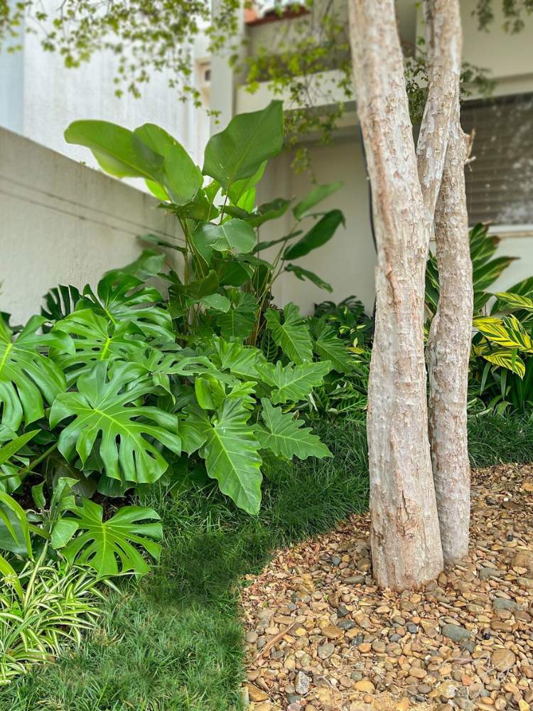 Monstera deliciosa mesclada com outras plantas em um jardim com pedras e tronco de uma árvore. 