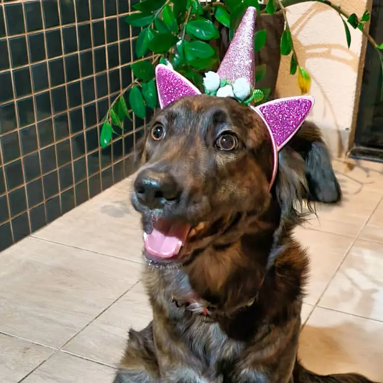 Carnaval com pet: Cachorro com fantasia de unicórnio.