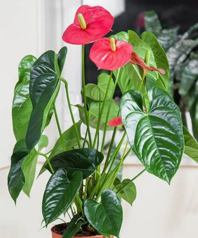 Uma planta **antúrio** com folhas verdes escuras e brilhantes, e duas flores vermelhas em formato de coração com espádices amarelos. A planta está em um vaso simples, transmitindo uma beleza vibrante e elegante.