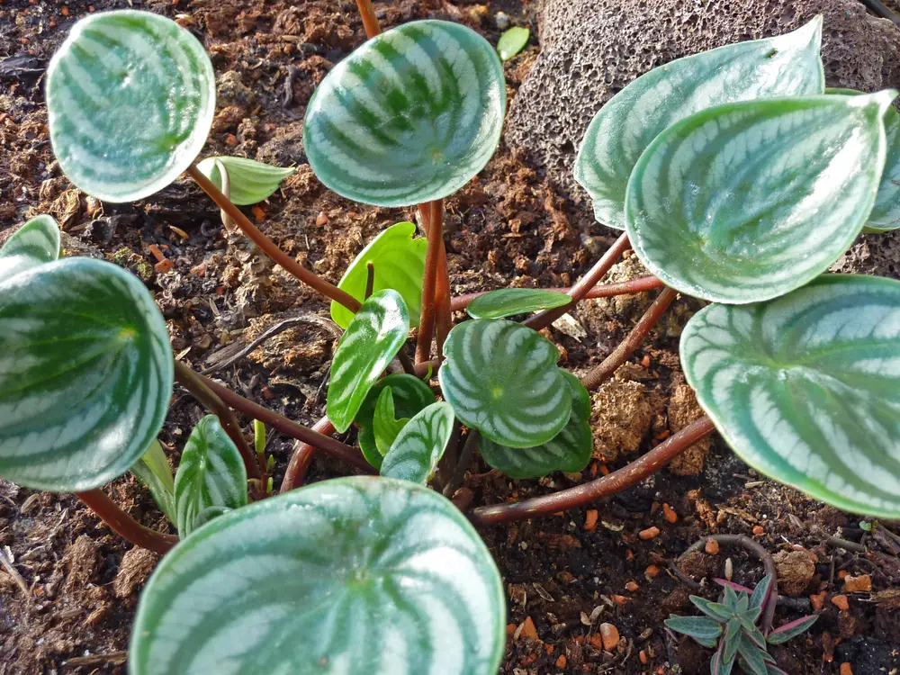 Peperômia melancia