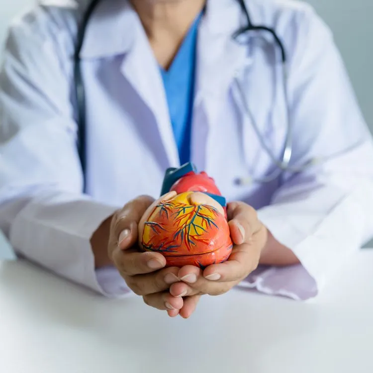 foto de médico segurando objeto que imita o coração