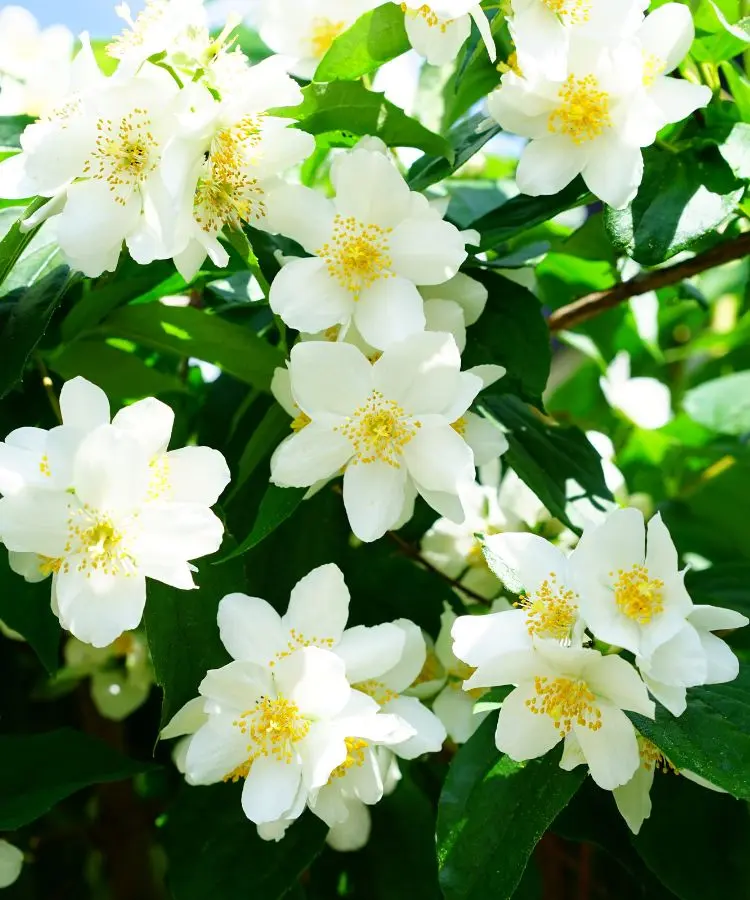 Flores brancas delicadas com centros amarelos desabrocham entre folhas verdes vibrantes, criando uma composição harmoniosa. O brilho natural destaca a serenidade da cena, ideal para ambientes com plantas do dinheiro, que simbolizam prosperidade e frescor no espaço.