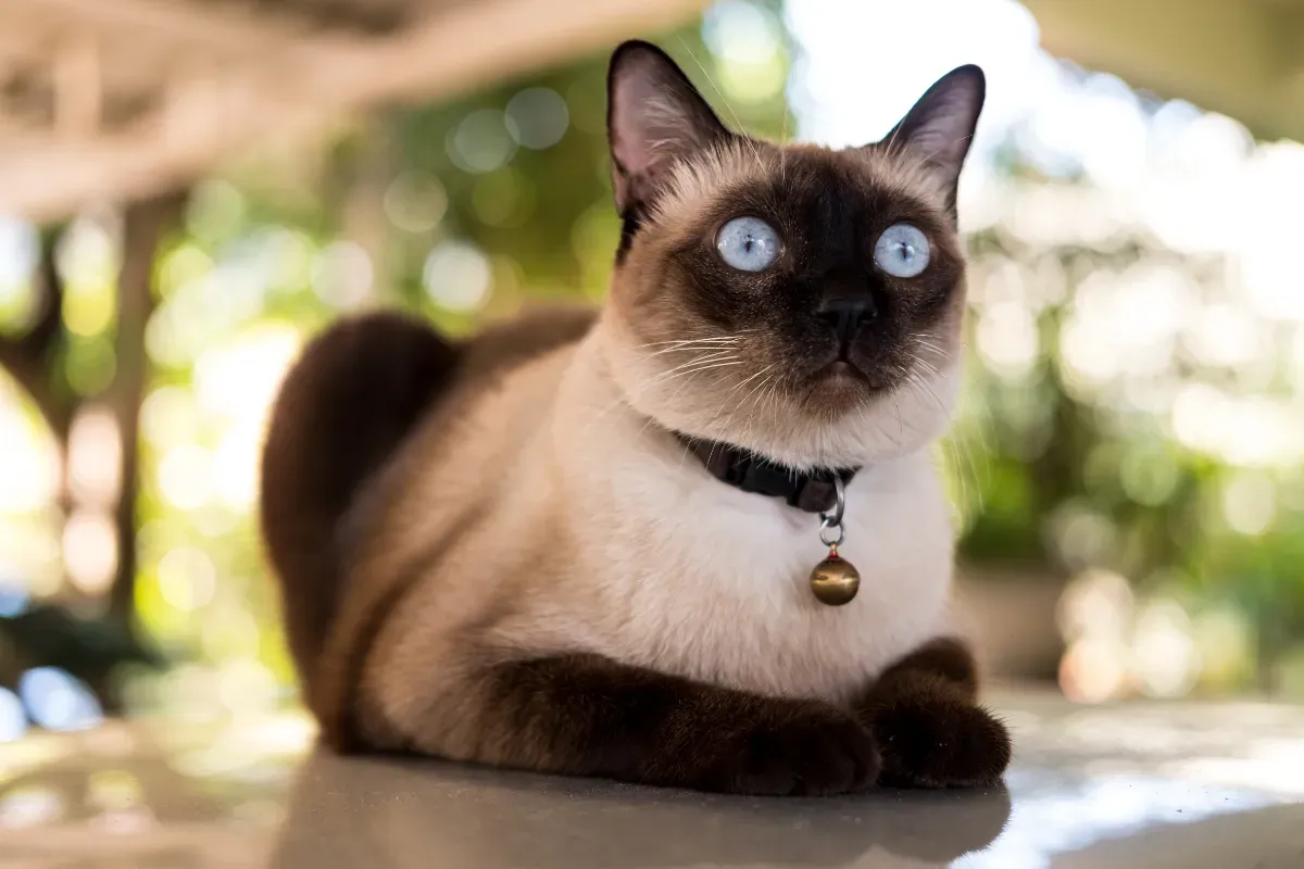 gato siamês