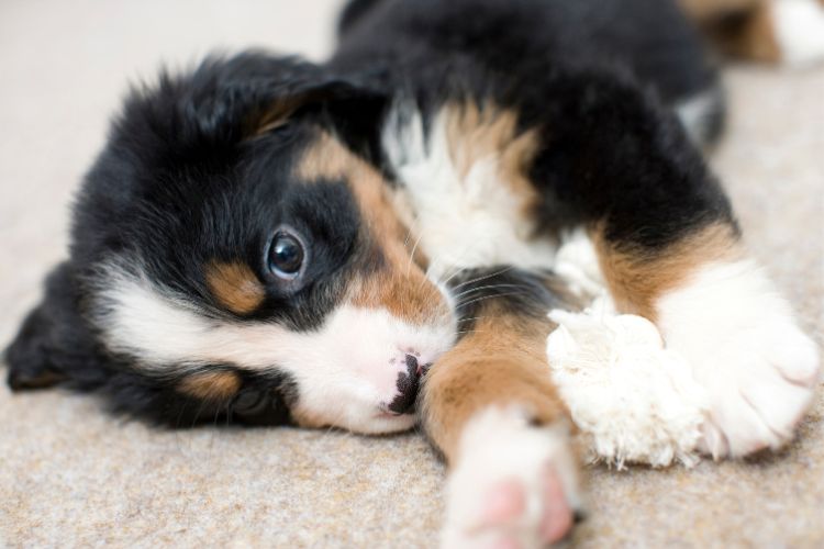 Cachorrinho preto branco e amarelo deitado em chão