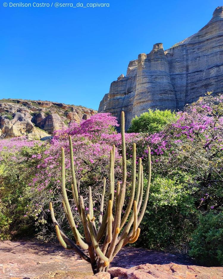 Foto da cidade da serra da capivara, com plantas e flores roxas