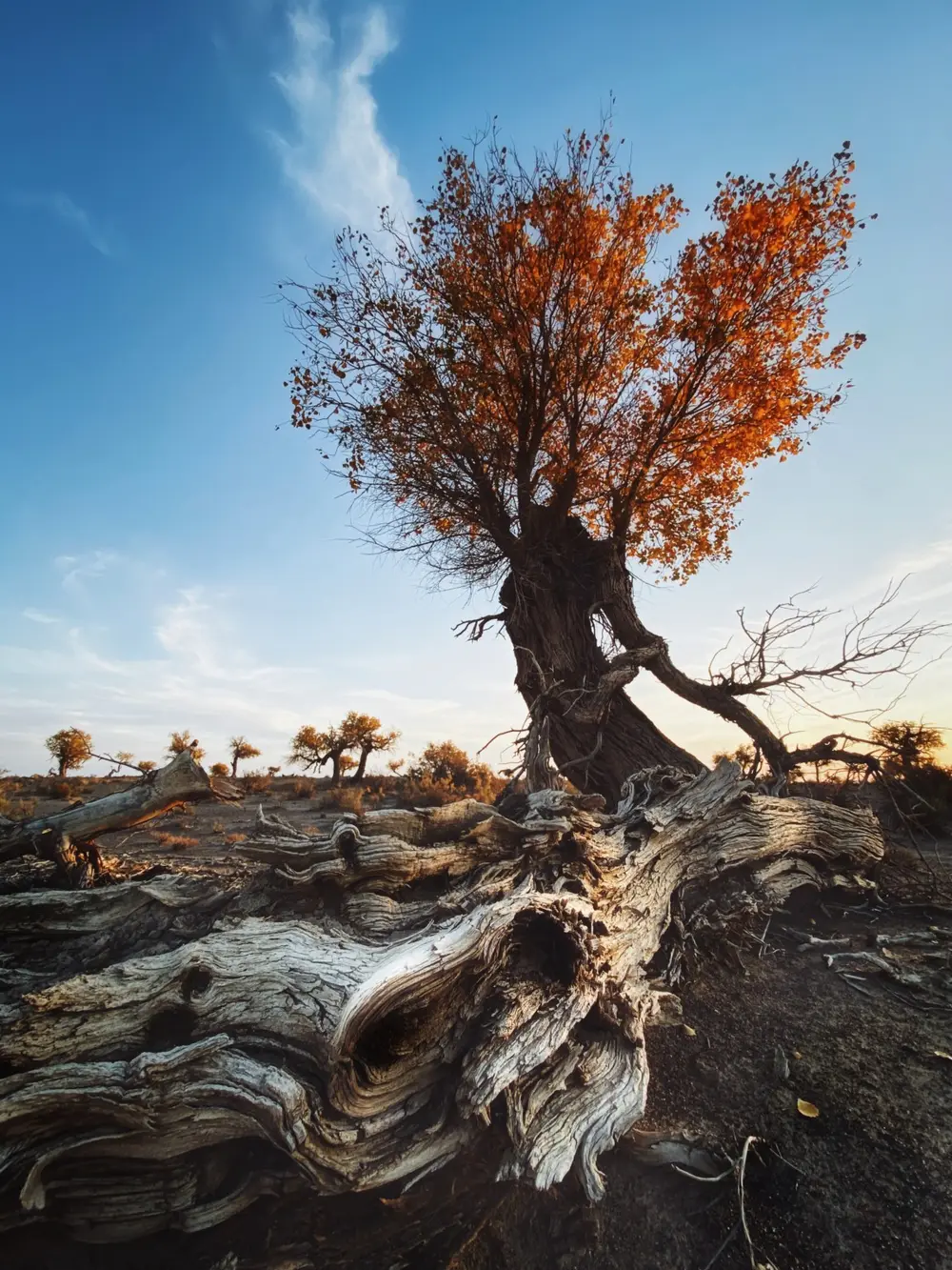 foto vencedora do Mobile Photography Awards