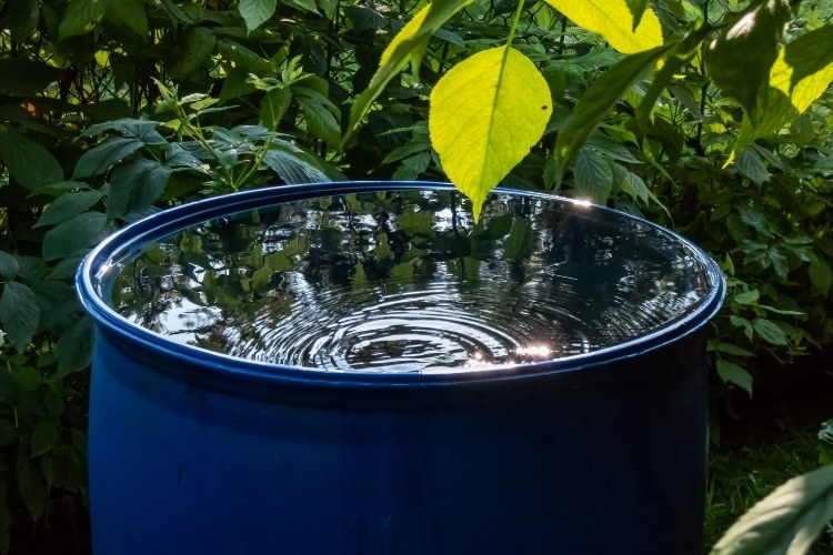 Barril azul armazenando água de chuva em jardim