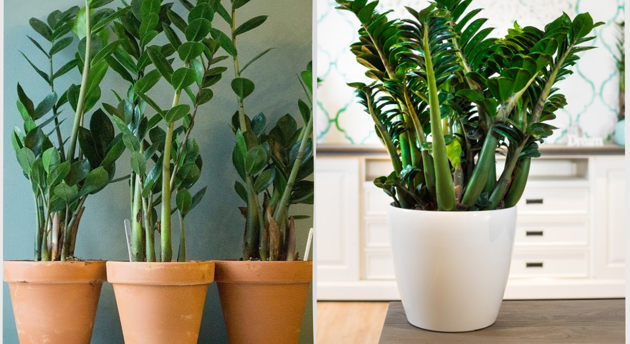 A Planta Zamioculca em vasos 