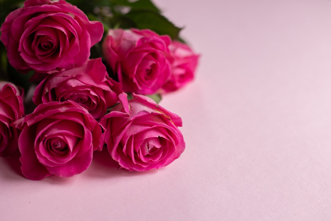 Foto de fundo rosa com algumas rosas