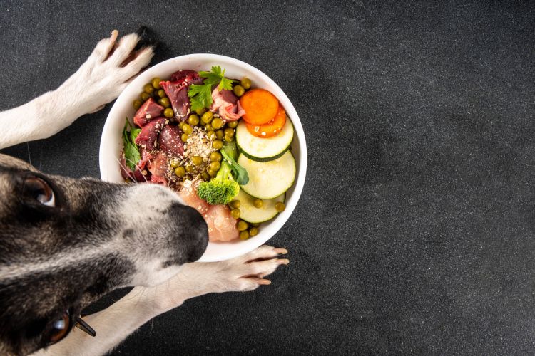 Cão olhando para uma tigela colorida de alimentação natural para pets, contendo carne crua, ervilhas, cenoura, abobrinha, brócolis e sementes sobre uma superfície escura. O prato é nutritivo e cuidadosamente apresentado, destacando ingredientes frescos e saudáveis.