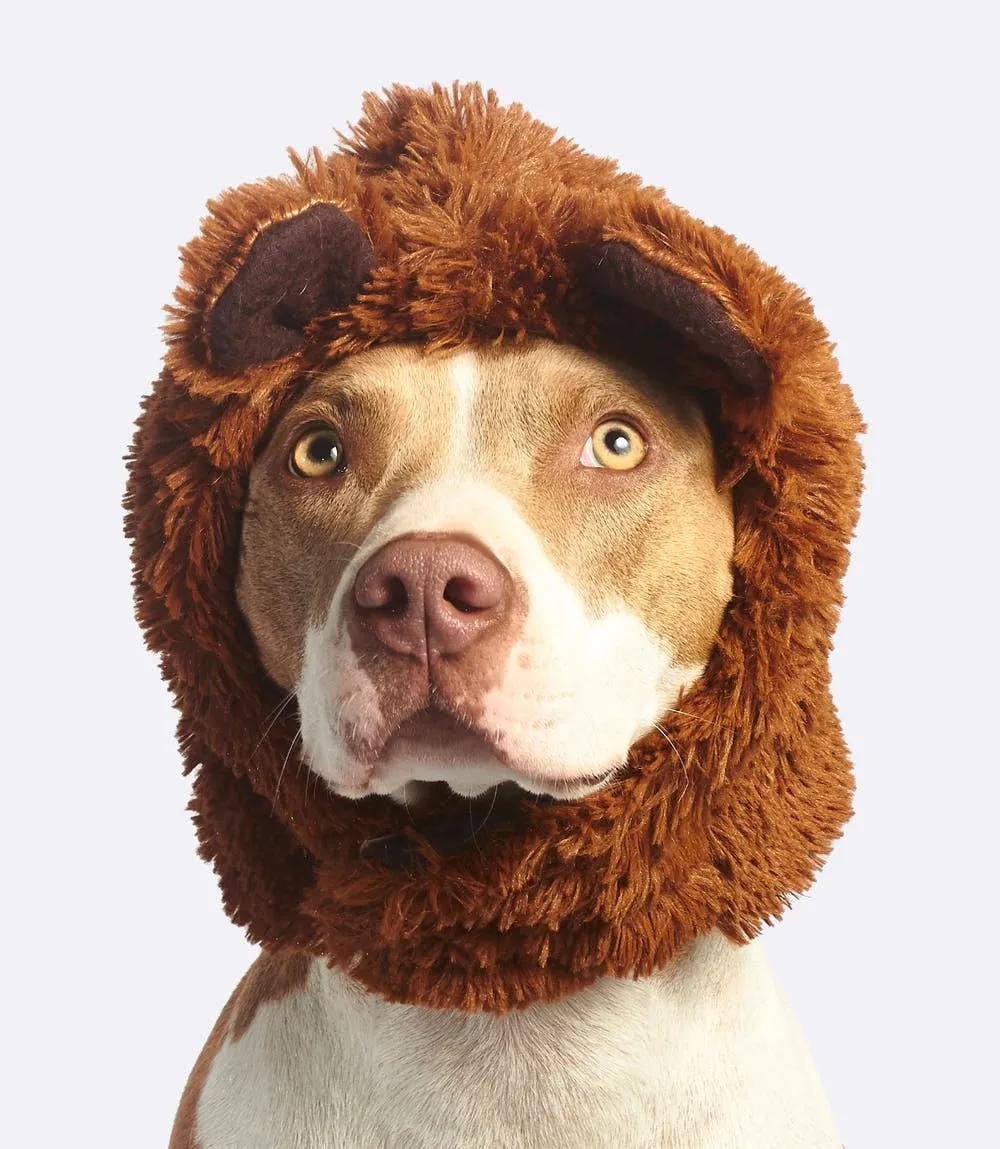 cachorro engraçado cachorro engraçado
