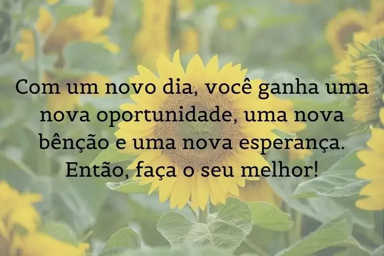 Foto de girassóis e frase: Com um novo dia, você ganha uma nova oportunidade, uma nova bênção e uma nova esperança. Então, faça o seu melhor!